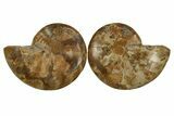 Jurassic Cut & Polished Ammonite Fossil - Madagascar #288333-1